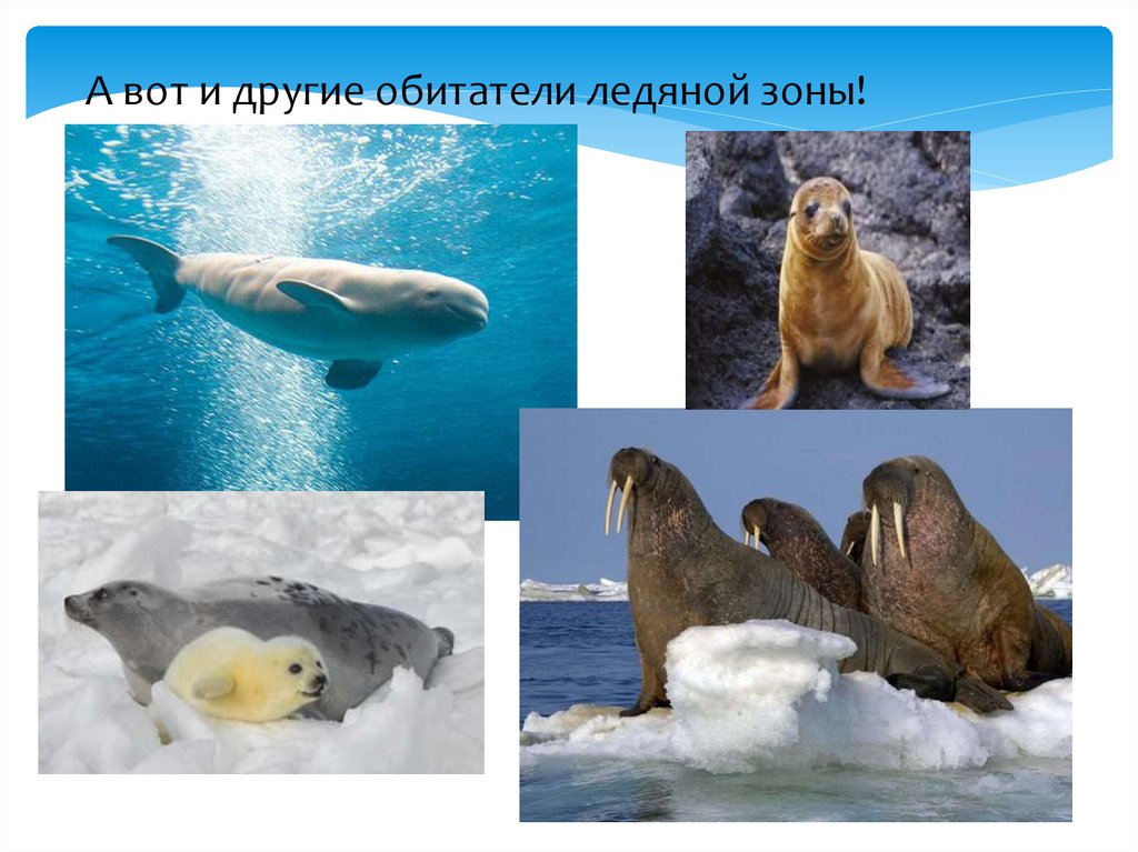 Природные зоны россии арктические пустыни животные. Обитатели ледяной зоны. Животные ледяной зоны. Ледяная пустыня животные. Животные арктической зоны.