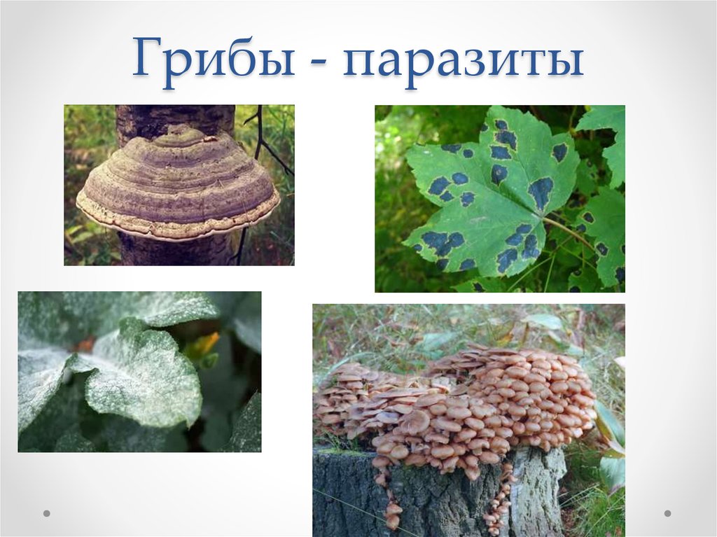 Группы грибов паразитов. Грибы паразиты.