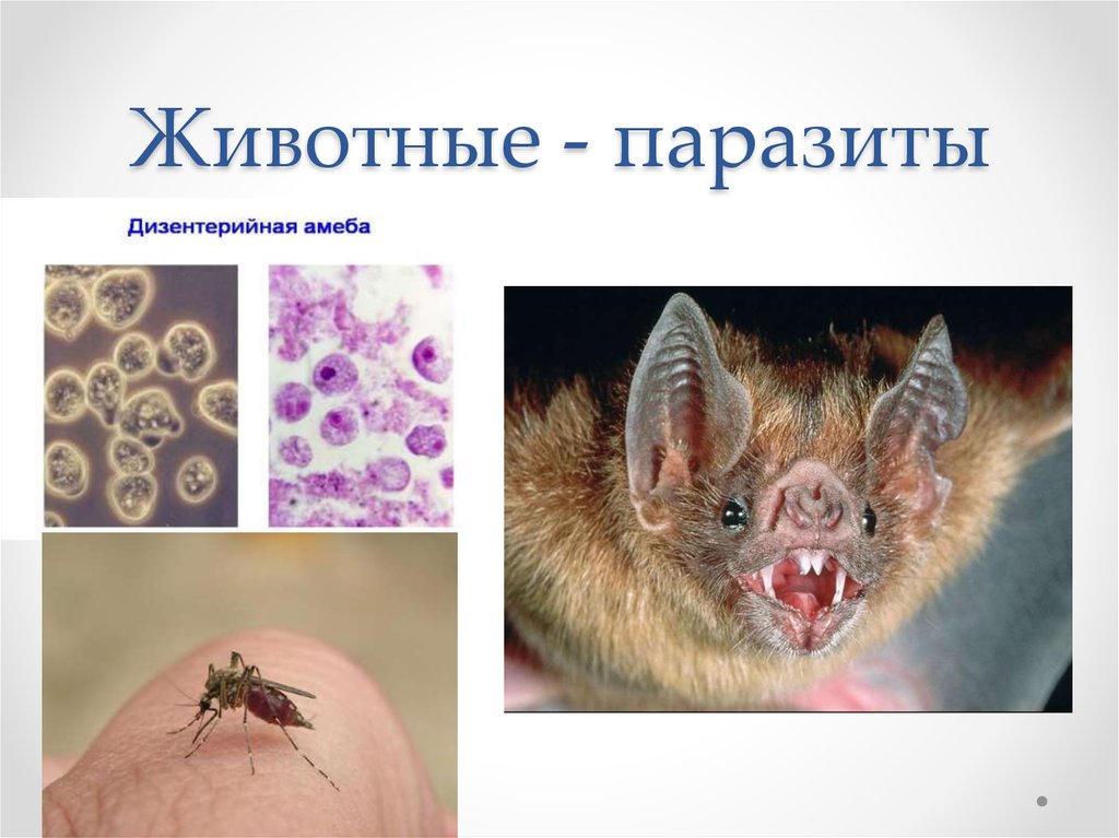 Паразитические насекомые животных. Животные паразиты примеры. Паразиты животных биология.