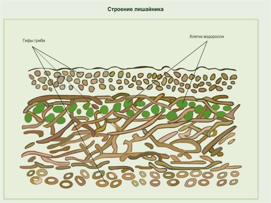 Тело лишайника состоит из гриба и водоросли. Строение лишайника рисунок с подписями. Схема строения лишайника. Клеточное строение лишайника. Внутреннее строение лишайника.