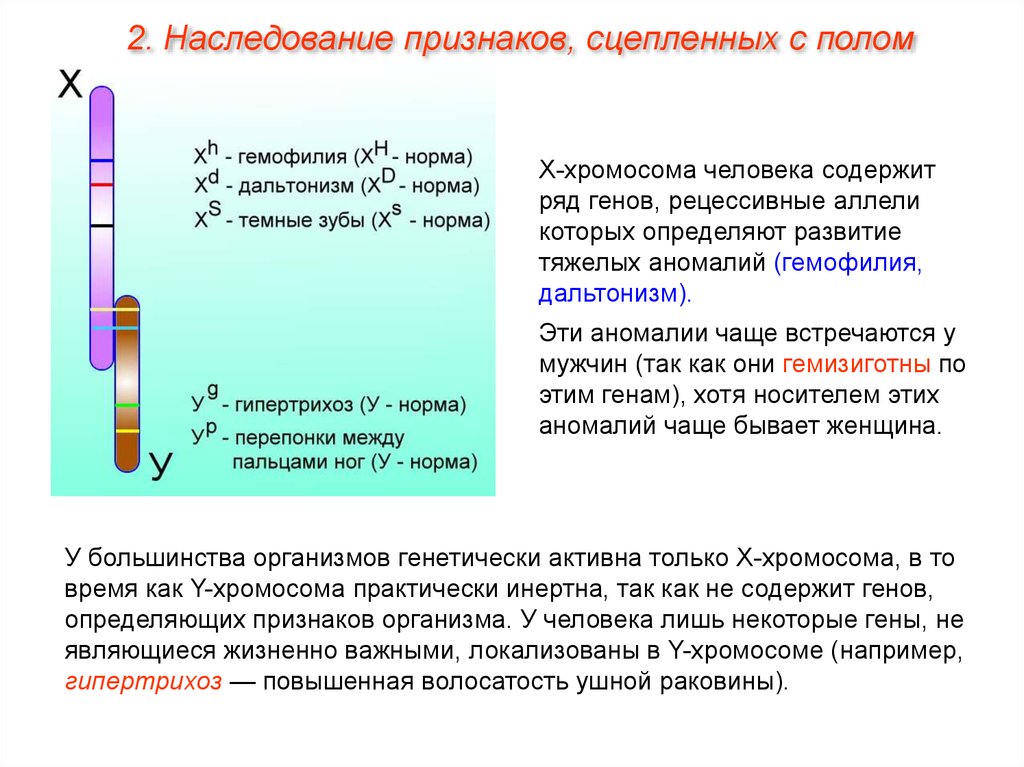 Между рецессивными генами гемофилии и дальтонизма