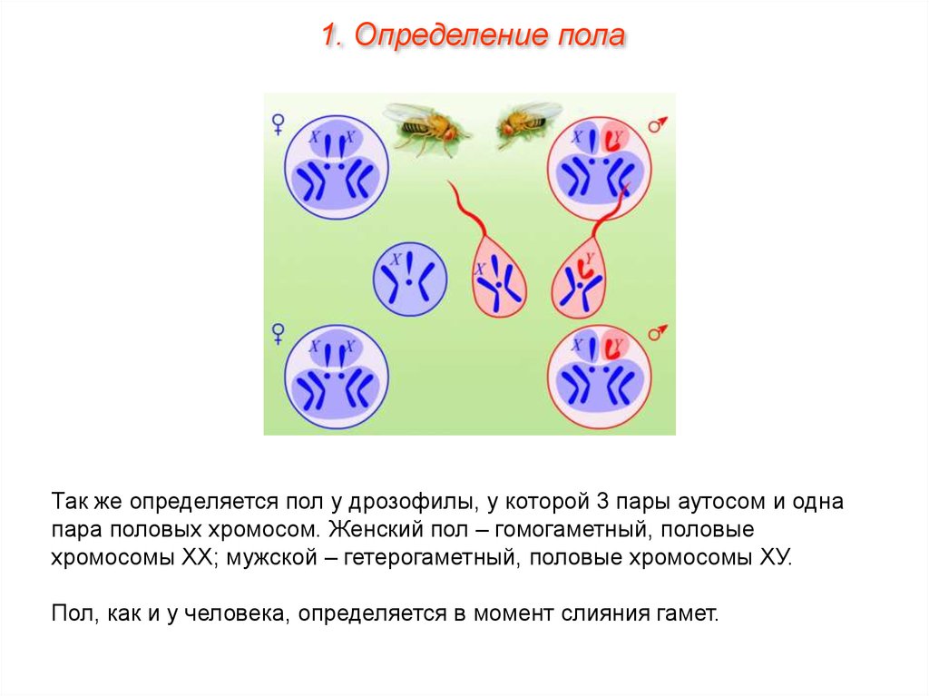 Генетика пола схема