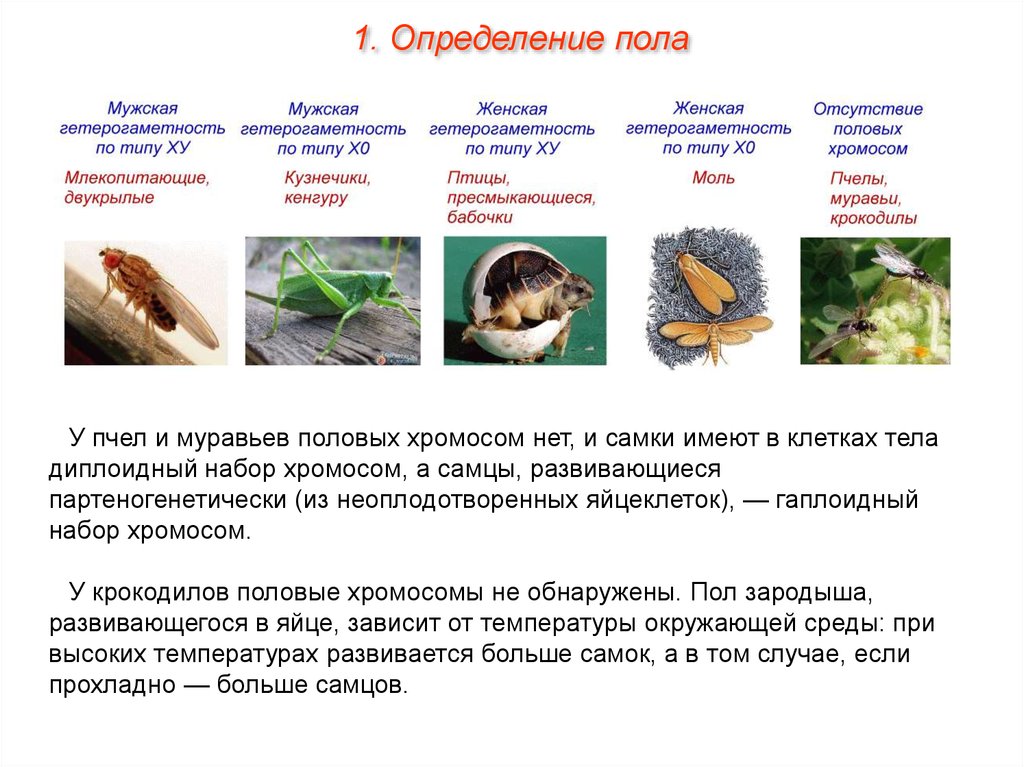 Хромосомное определение пола презентация 10 класс