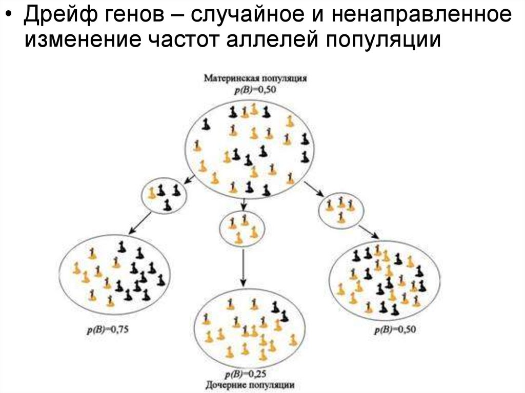 В популяции известны частоты аллелей. Дрейф генов эффект основателя. Принцип основателя. Эффект основателя в эволюции. Случайные изменения частот аллелей в популяциях.