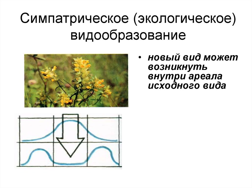 Исходный вид это. Симпатрическое (экологическое) видообразование. Видообразование погремка. Экологическое видообразование примеры. Симпатрическое видообразование.