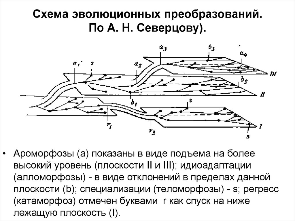 Схема эволюционного процесса