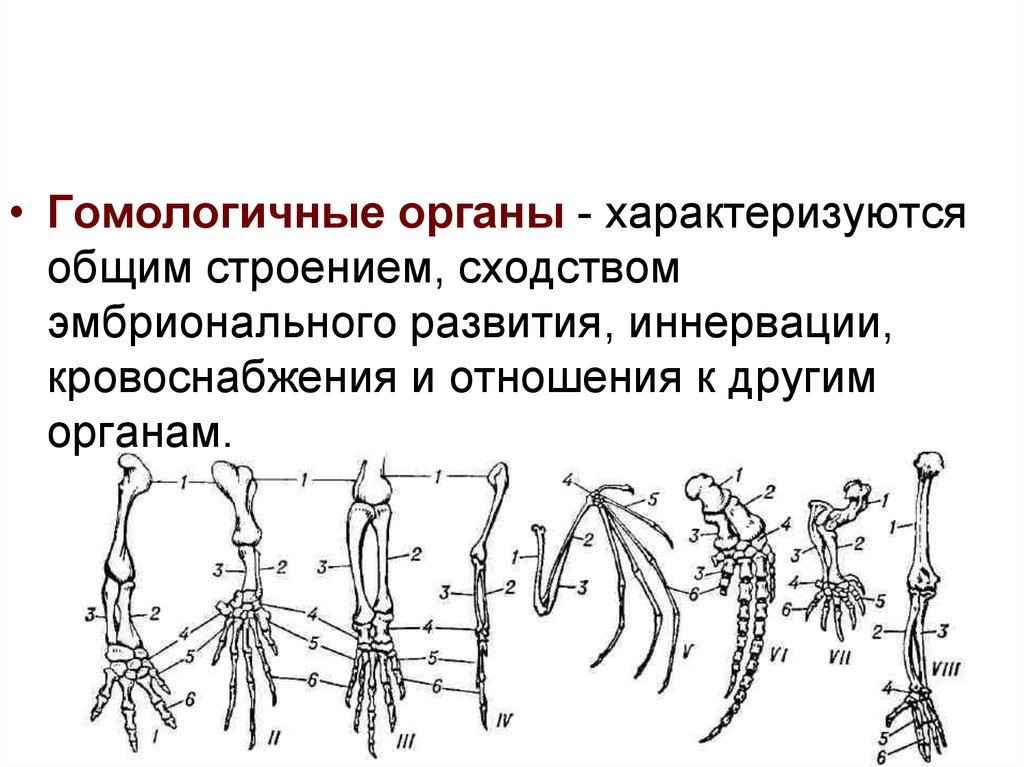 Доказательство эволюции гомологичные. Гомологичные органы. Гомологичные органы насекомых. Гомологичные органы членистоногих. Гомологичные половые органы.