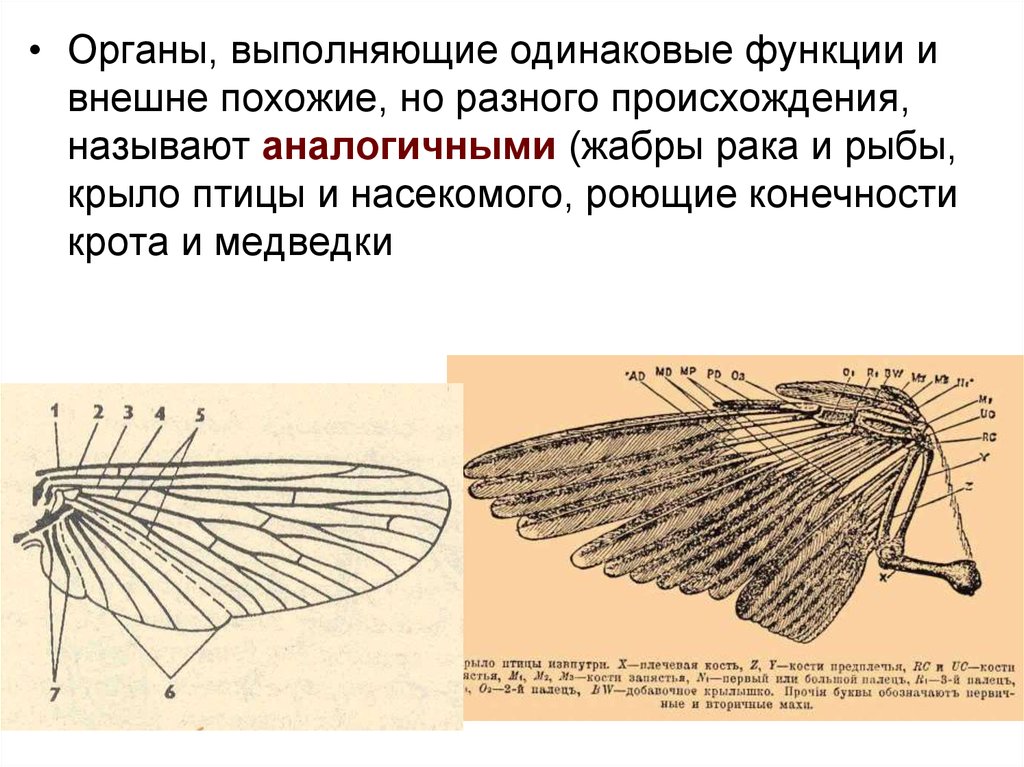 Какие функции выполняют органы. Органы выполняющие одинаковые функции. Функции роющих конечностей. Роющие конечности крота и медведки это органы аналогичные. Что называют аналогичными органами?.