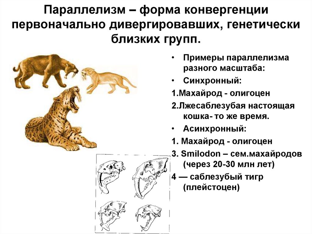 Параллельная эволюция