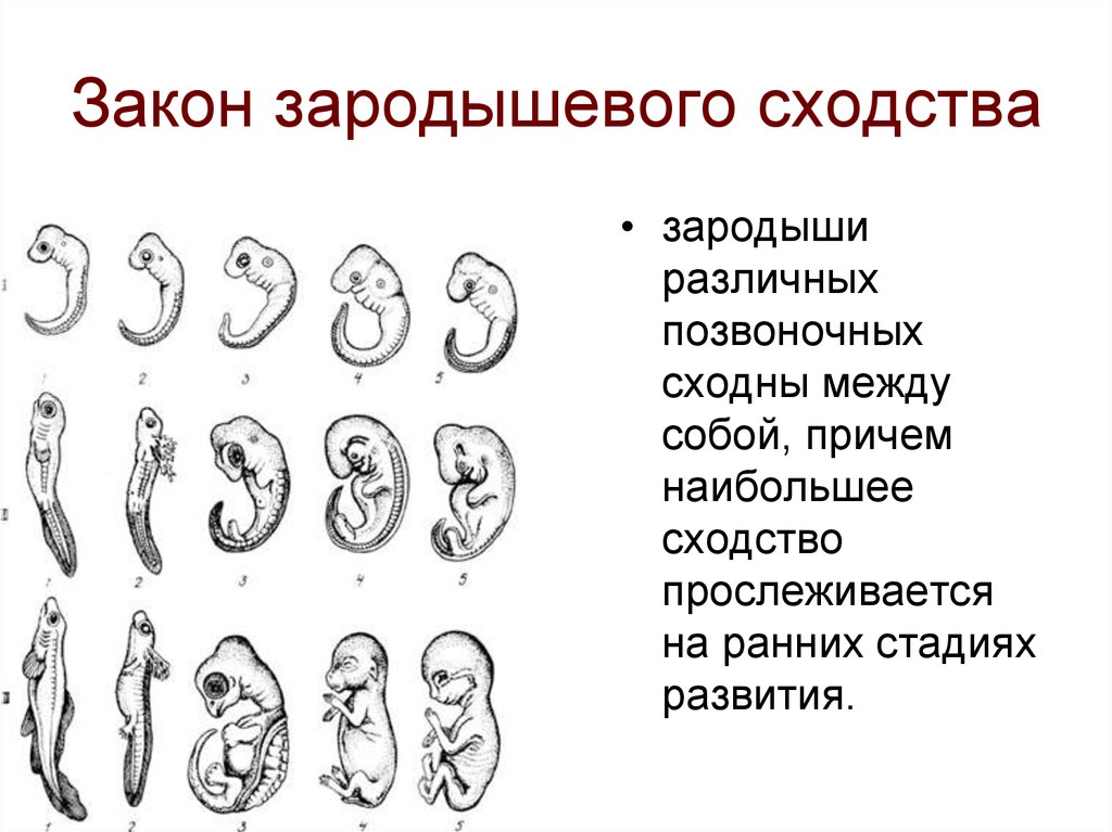 Наличие хвоста у зародыша человека на ранней. Схема сравнение зародышей позвоночных. Таблица эмбриональное развитие позвоночных. Эмбриональное развитие зародышей позвоночных. Сходство зародышей хордовых.