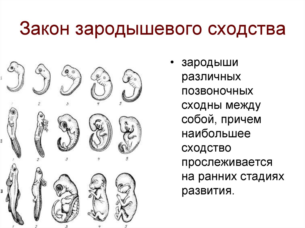 Ранняя стадия развития. Сходство зародышей представителей разных групп позвоночных. Схема сравнение зародышей позвоночных. Сходства эмбрионального развития позвоночных животных. Эмбриональное зародышевое сходство.