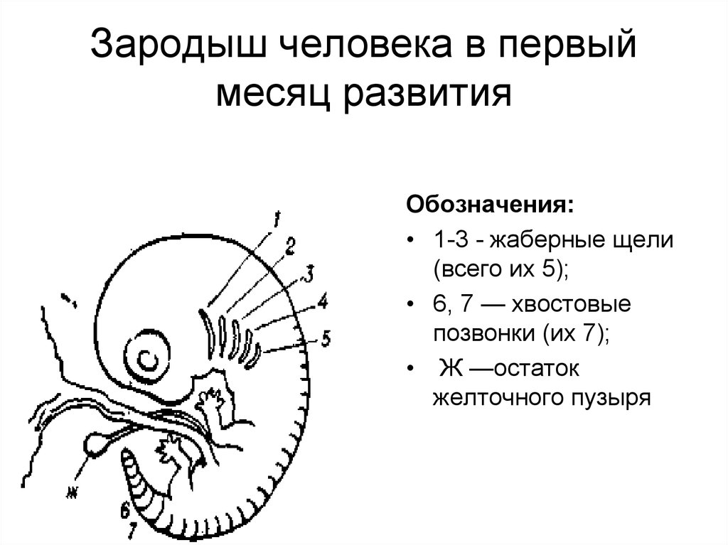 Патология жабер у человека. Эмбрион млекопитающих строение ЕГЭ. Строение зародыша человека. Схема развития зародыша млекопитающих.