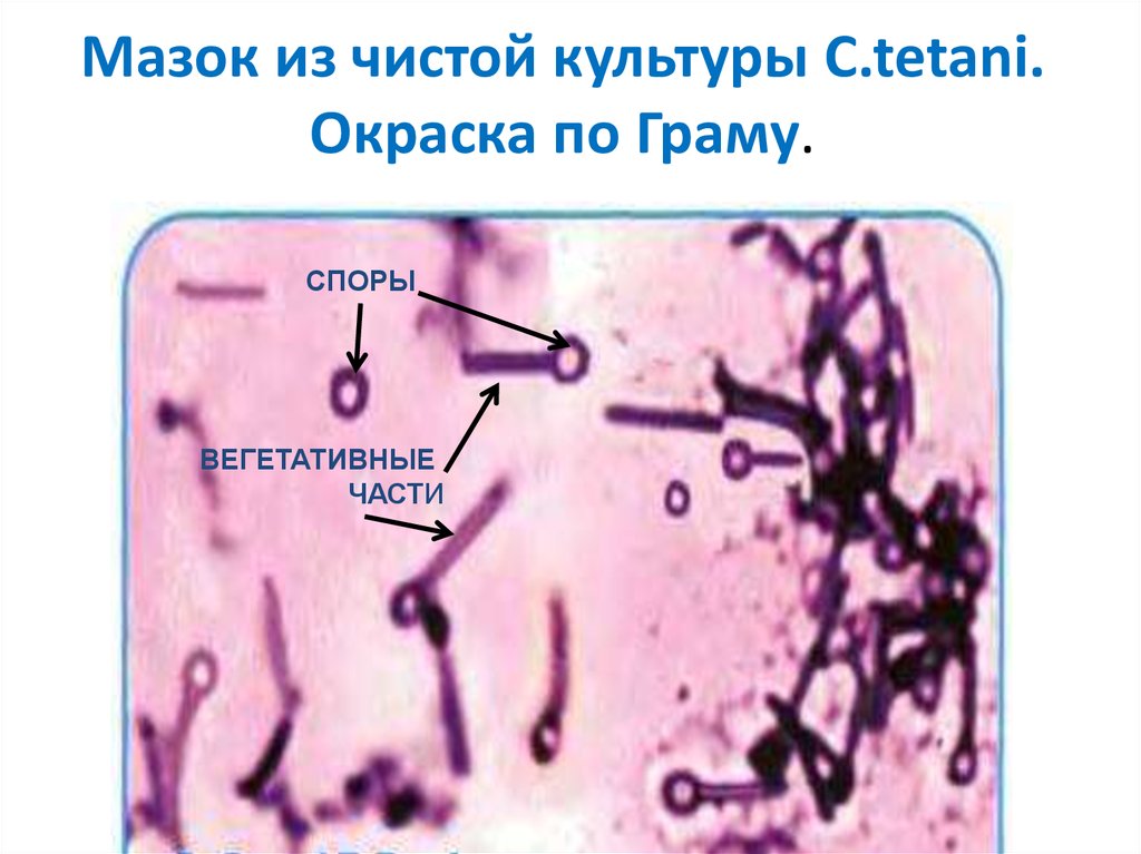 Грамм плюс палочки