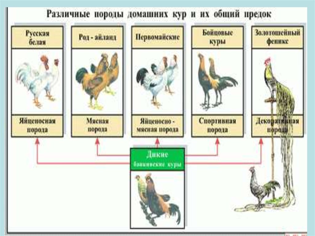 Рассмотрите рисунок на котором изображены породы кур. Предки домашних кур. Предки курицы домашней. Предки современных пород домашних кур. Породы кур и их предок.