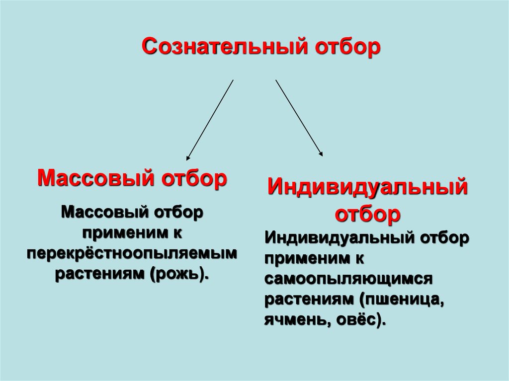 Массовый отбор презентация