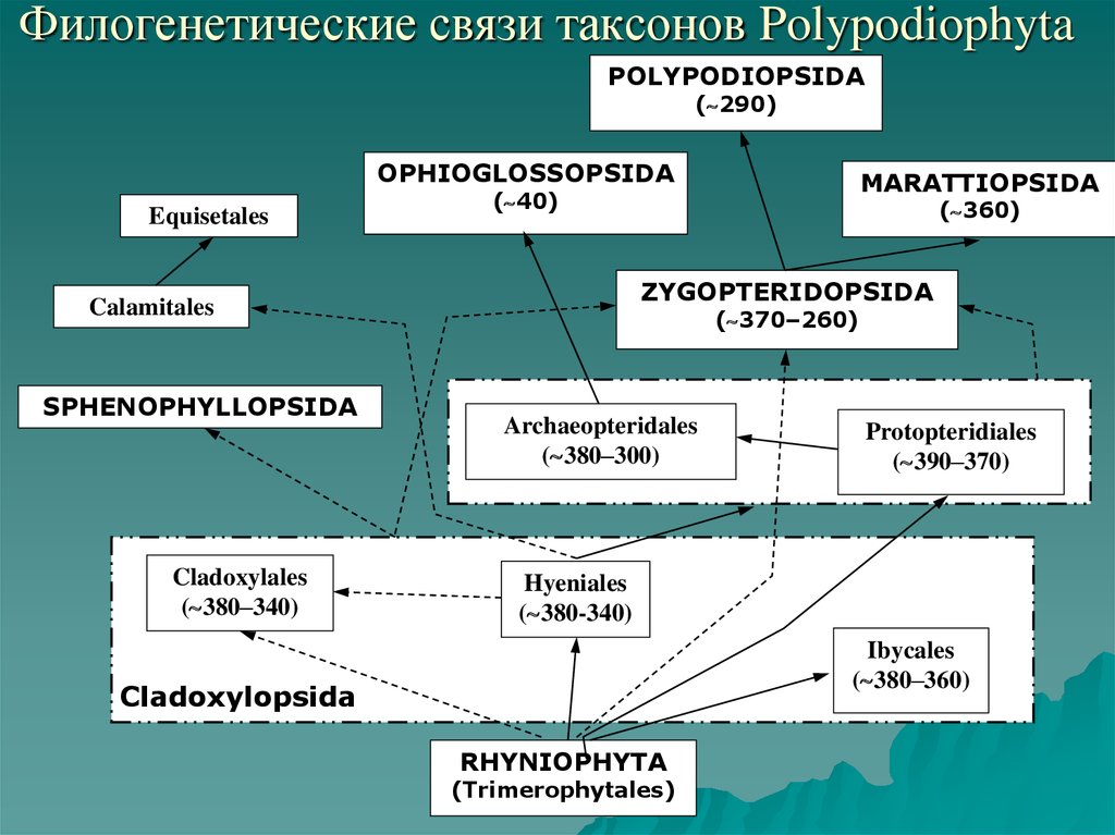 Филогенетические связи таксонов Polypodiophyta