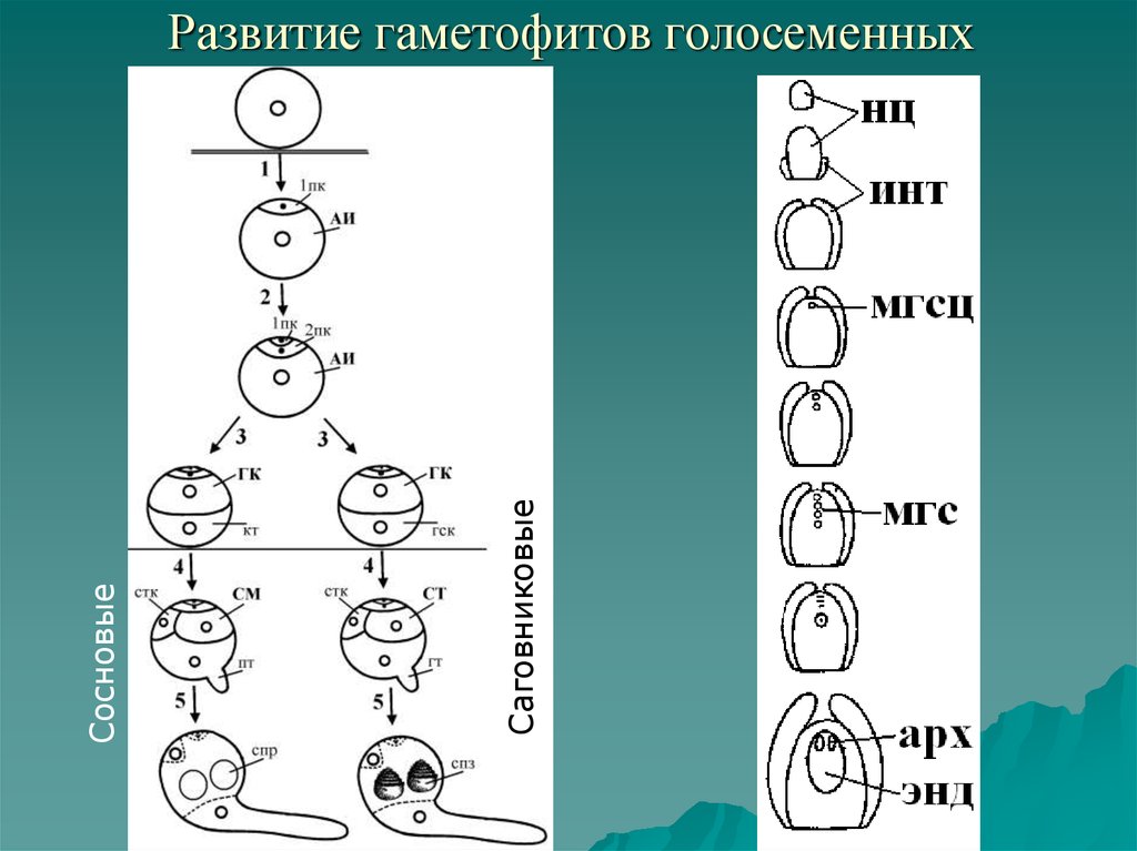 Мужской гаметофит сосны