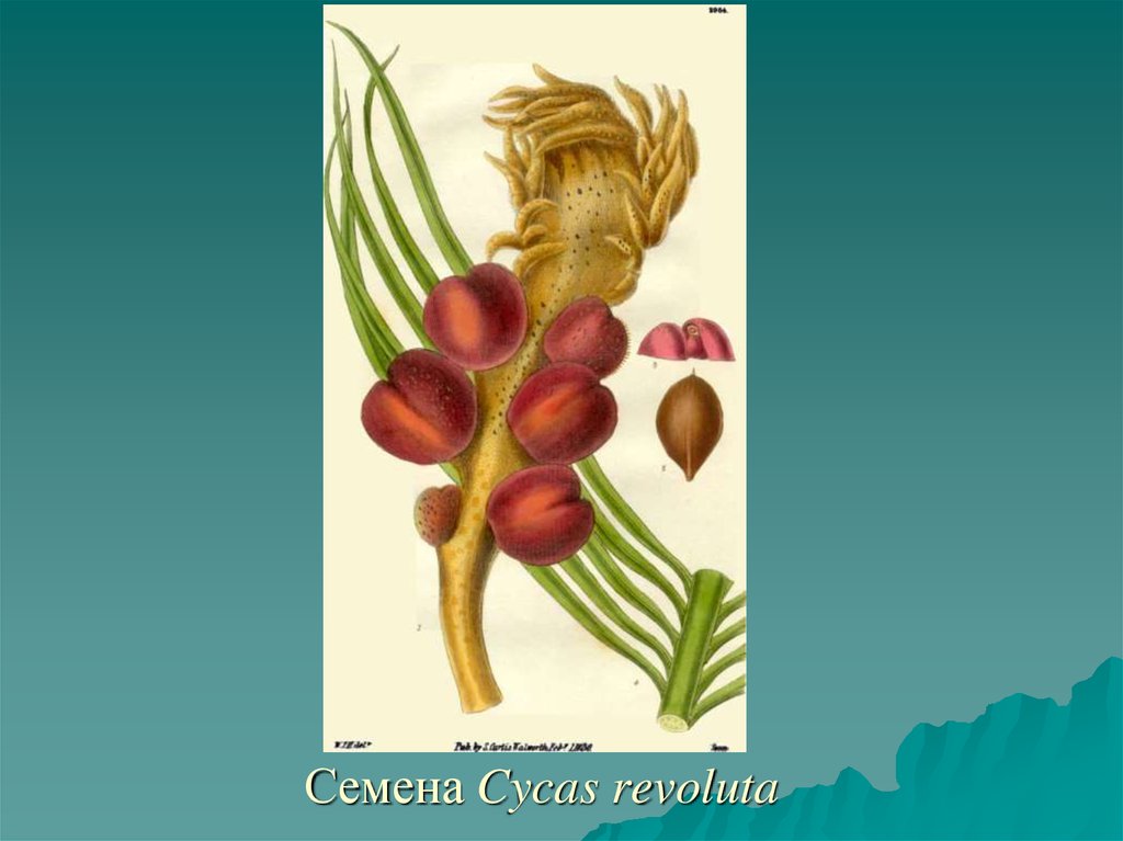 Семена Cycas revoluta