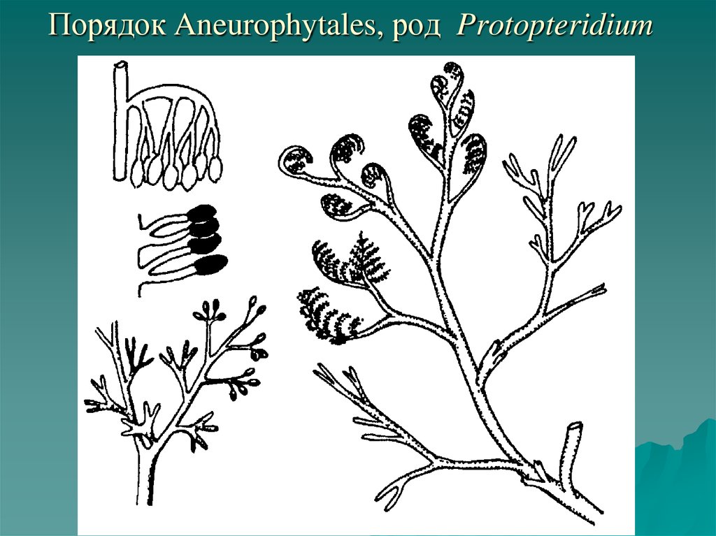 Порядок Aneurophytales, род Protopteridium
