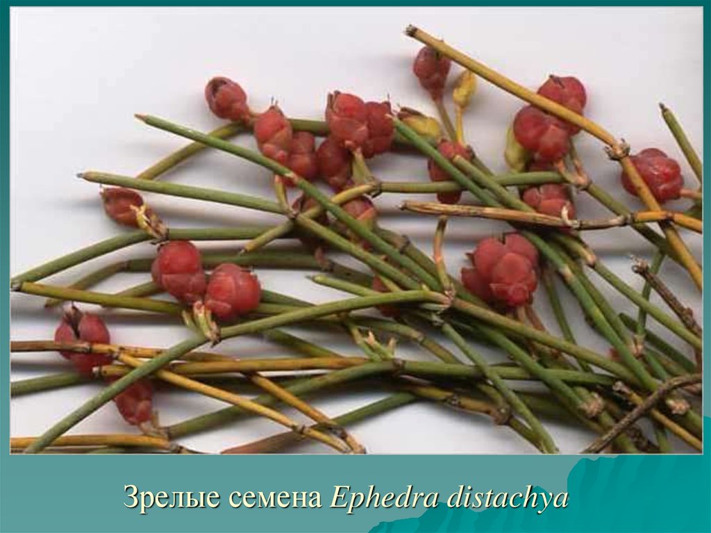 Зрелые семена Ephedra distachya