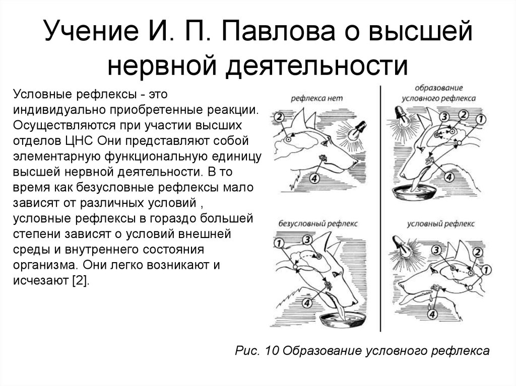 Павлово учения. Учение Павлова о ВНД. Учение и.п. Павлова о высшей нервной деятельности.. Учение и.п. Павлова о физиологии высшей нервной деятельности. Учение Павлова о ВНД кратко.