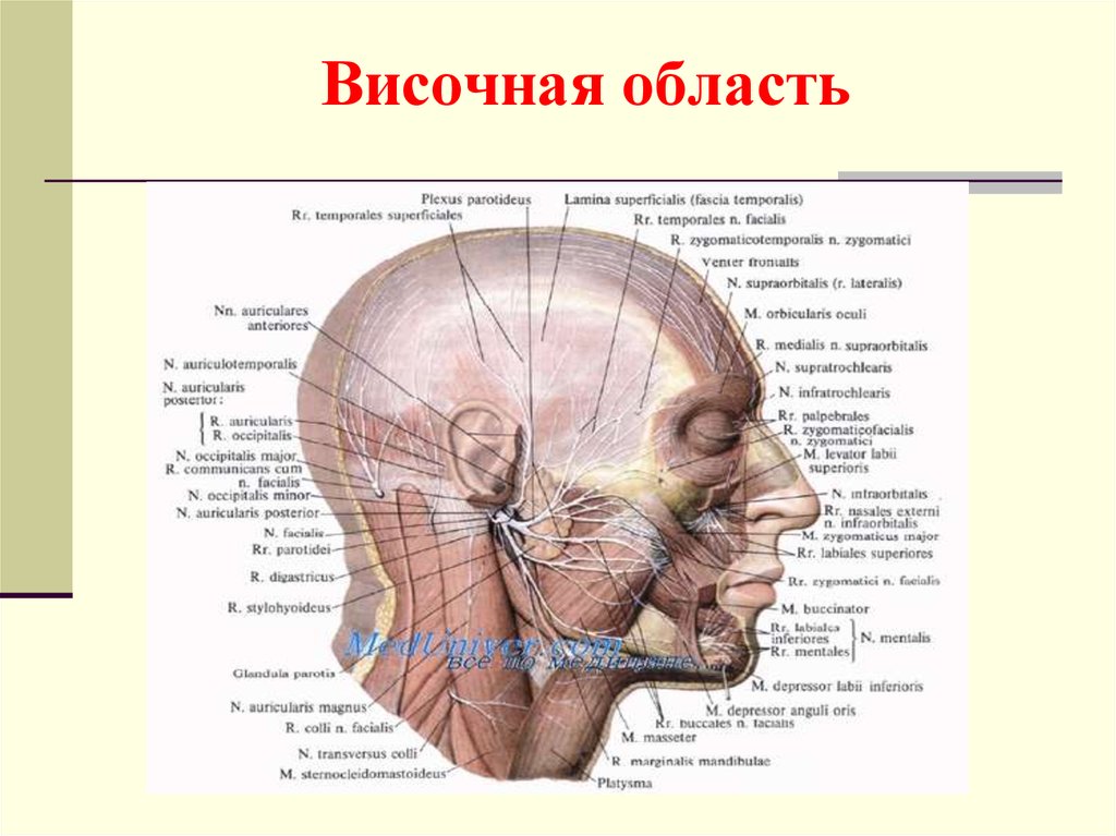 Затылок область. Топография височной области мозгового отдела. Мозговой отдел головы топографическая анатомия. Анатомия височной области головы. Границы височной области.