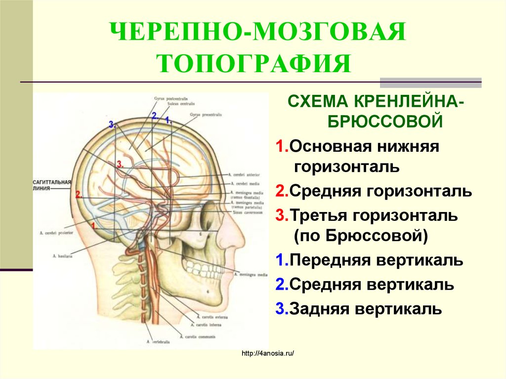 Проекция средней менингеальной артерии по схеме кренлейна брюсовой