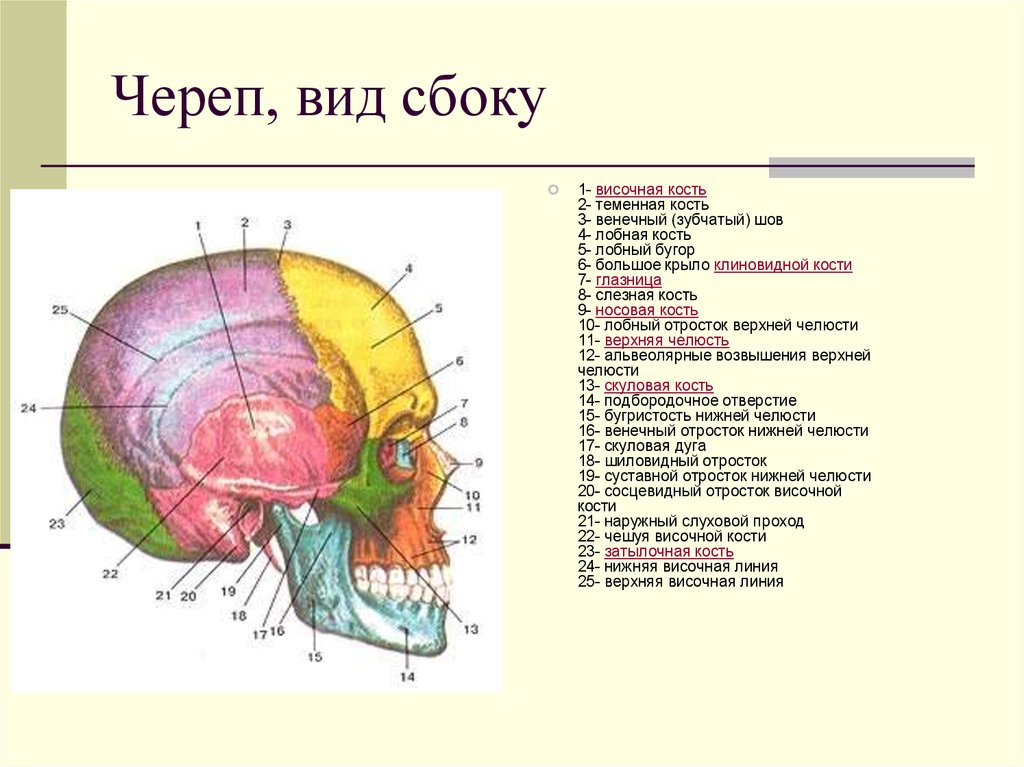 Правая височная