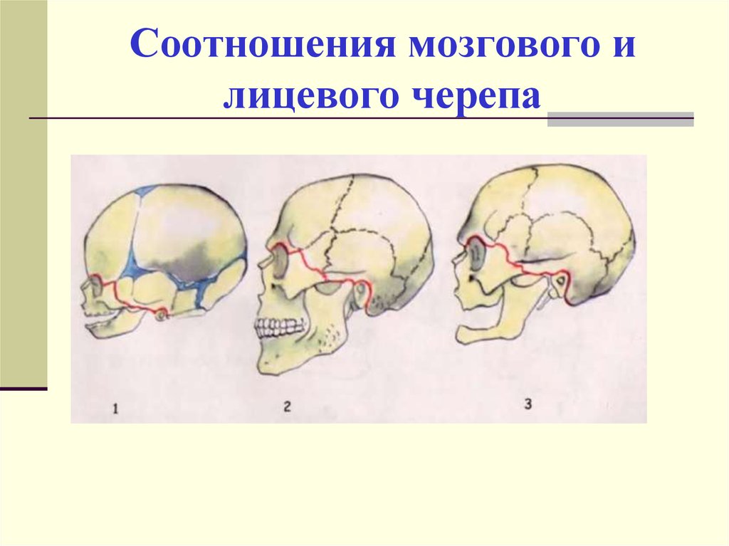 Мозговая лицевая часть черепа. Соотношение лицевого и мозгового отделов черепа. Череп анатомия мозговой и лицевой. Соотношение лицевого и мозгового черепа у детей. Мозговой череп преобладает над лицевым.