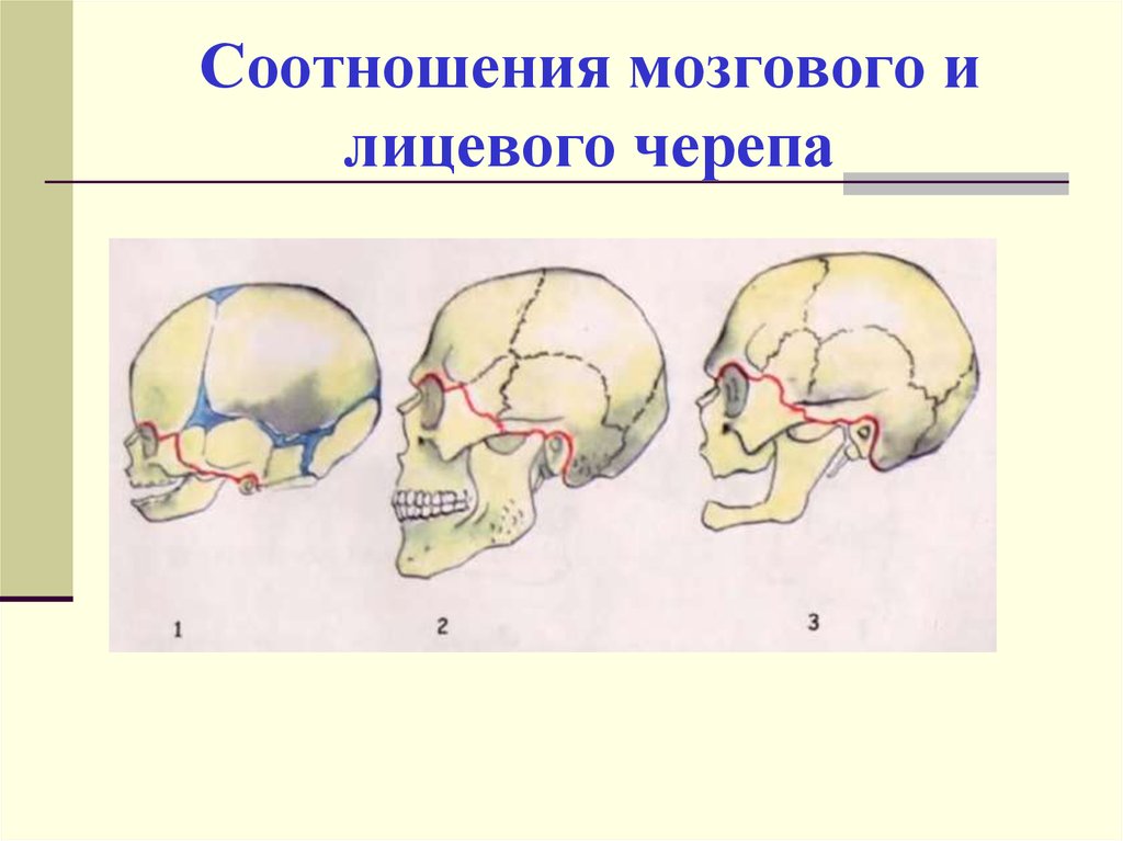 Мозговой отдел черепа. Соотношение лицевого и мозгового отделов черепа. Соотношение лицевого и мозгового черепа у детей. Соотношение лицевой и мозговой частей черепа. Мозговой череп преобладает над лицевым.