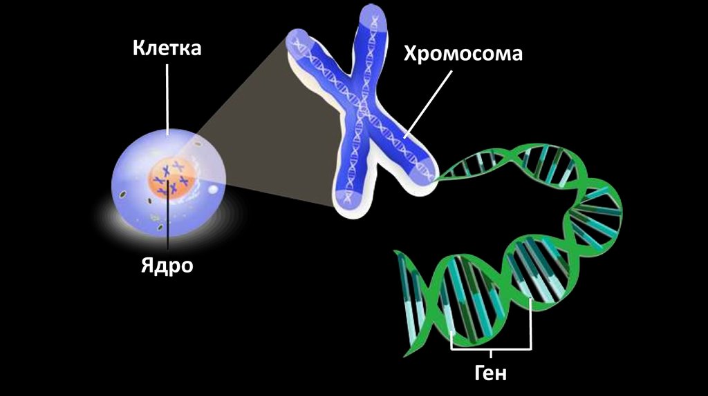 Хромосомы в растительной клетке. Строение ДНК хромосомы гены. Строение ДНК И хромосом. Гены ДНК хромосомы ядро. Клетка ген хромосома ДНК.