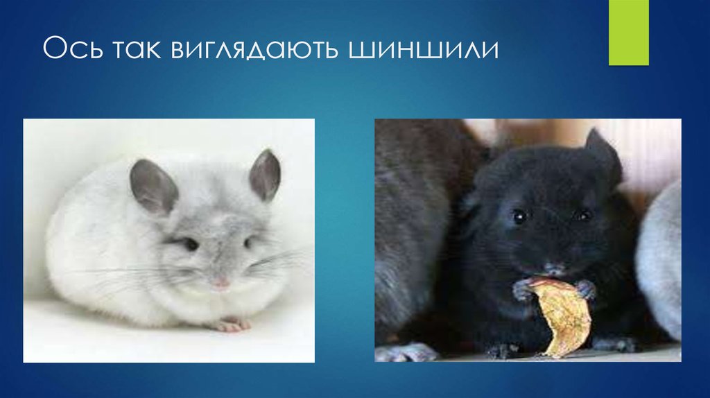Ось так виглядають шиншили