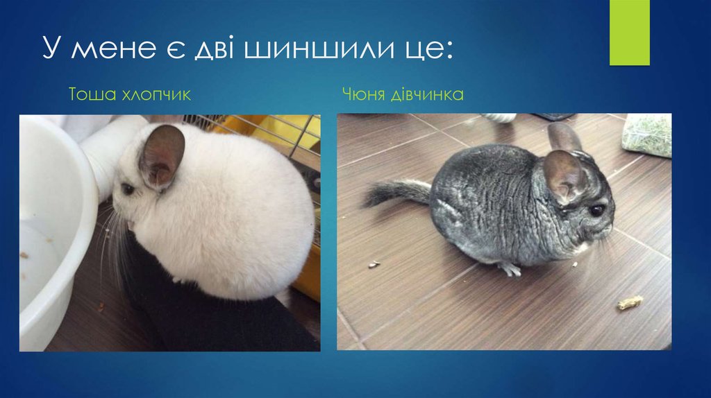 У мене є дві шиншили це: