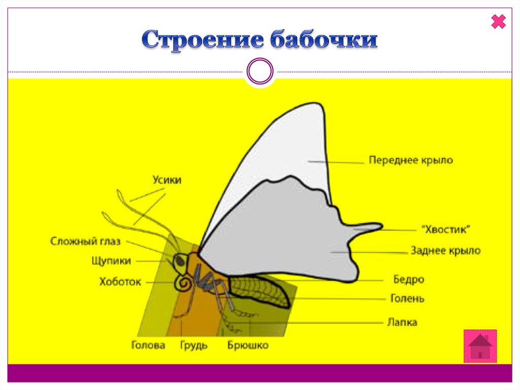 Схема строения бабочки для детей