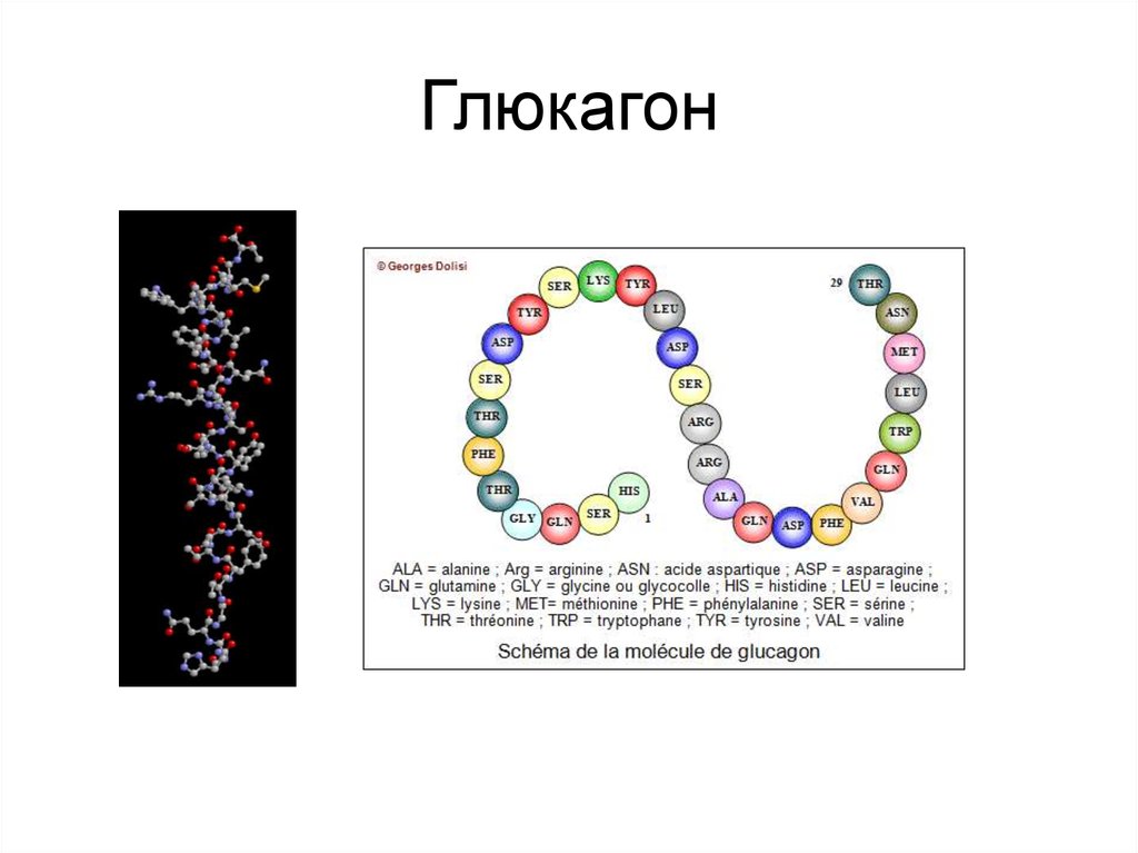 Глюкагон это гормон. Глюкагон химическое строение. Глюкагон формула биохимия. Глюкагон хим строение. Химическая структура глюкагона.