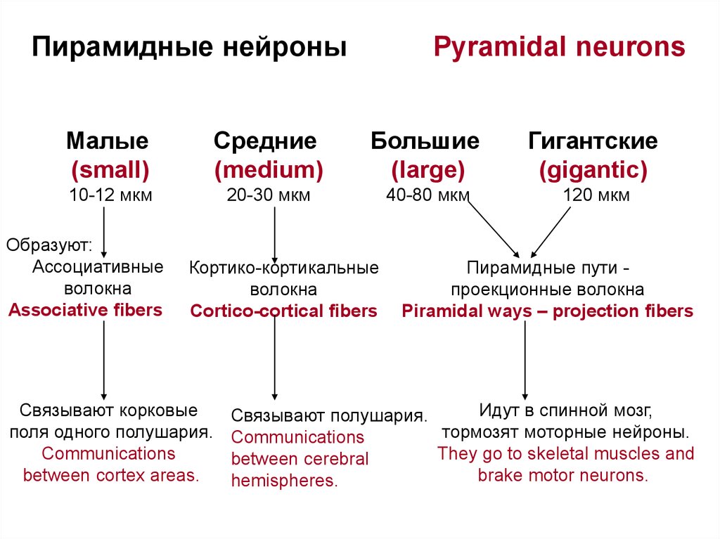 Клетки беца. Гигантские пирамидные Нейроны Беца. Строение и функции больших и малых пирамидных нейронов.. Пирамидные Нейроны коры больших полушарий. Пирамидный Нейрон (клетка Беца)..