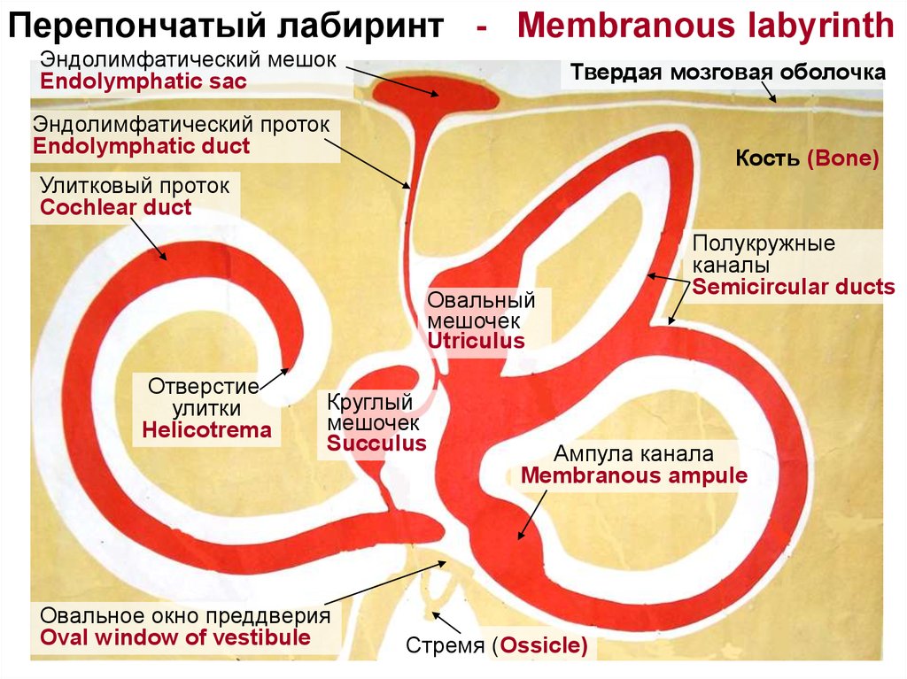 Схема перепончатого лабиринта