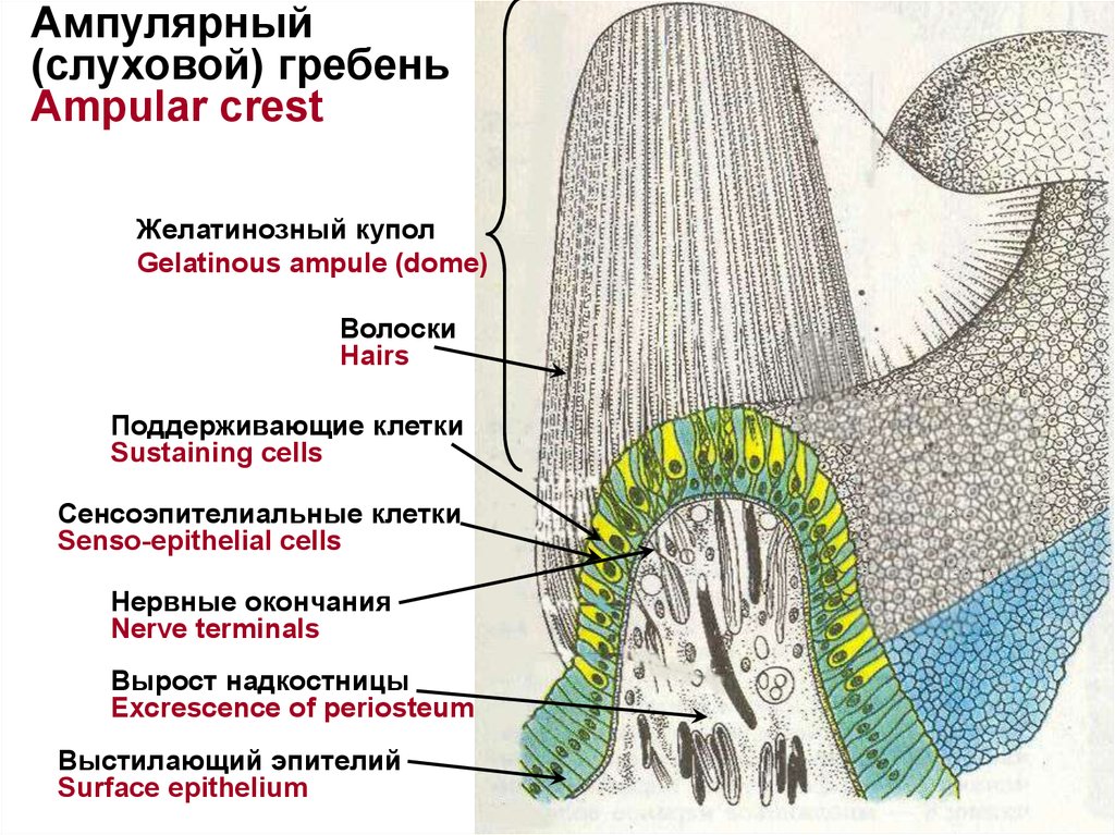 Схема строения ампулярного гребешка