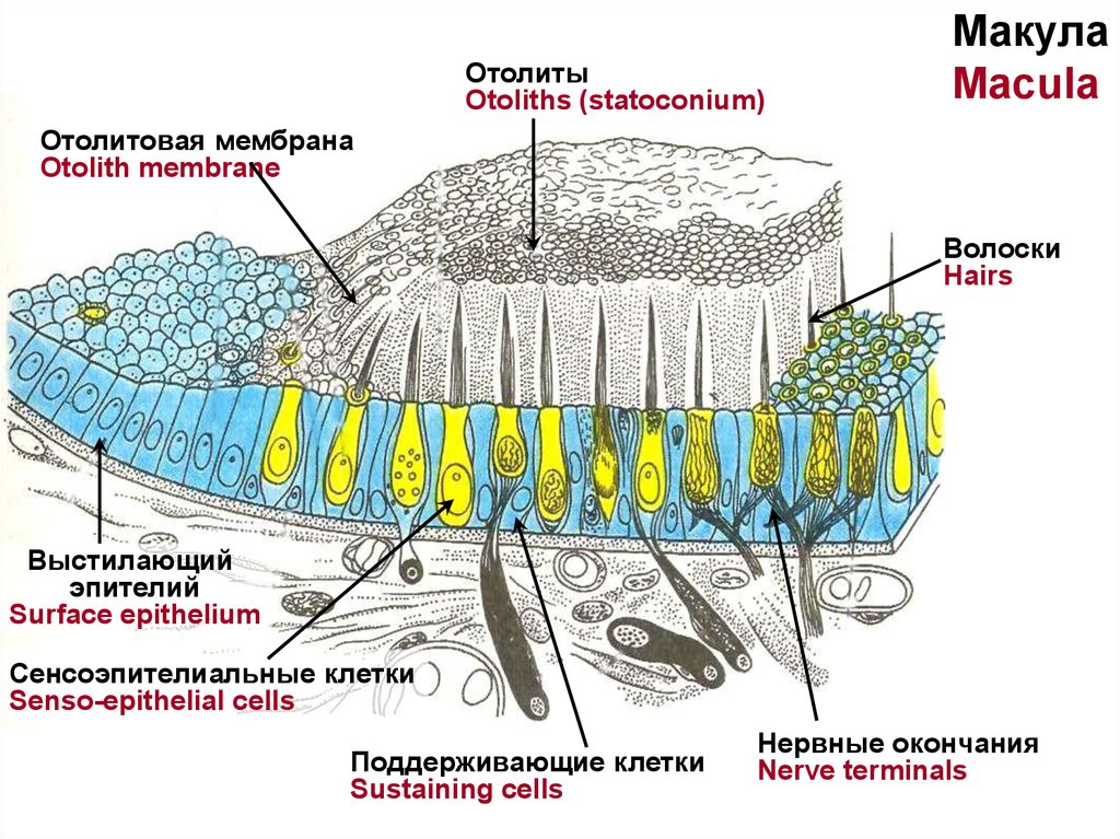 По изображению с микроскопа в препарате коры больших полушарий импрегнированном нитратом серебра