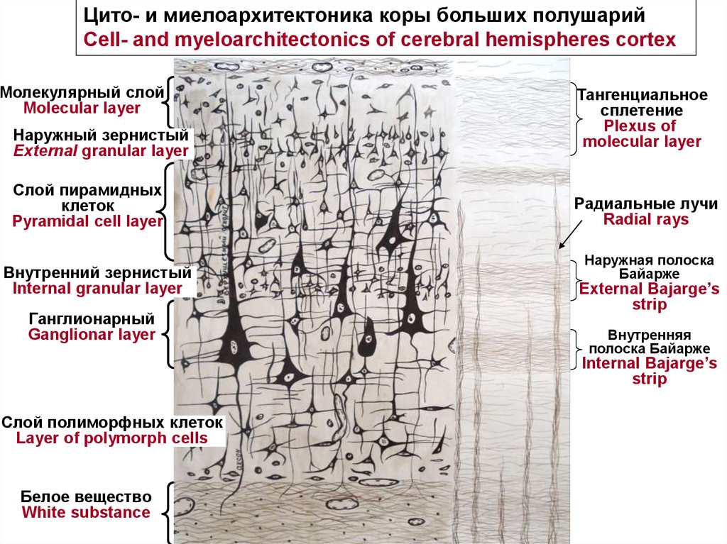 Кора больших полушарий гистология препарат рисунок