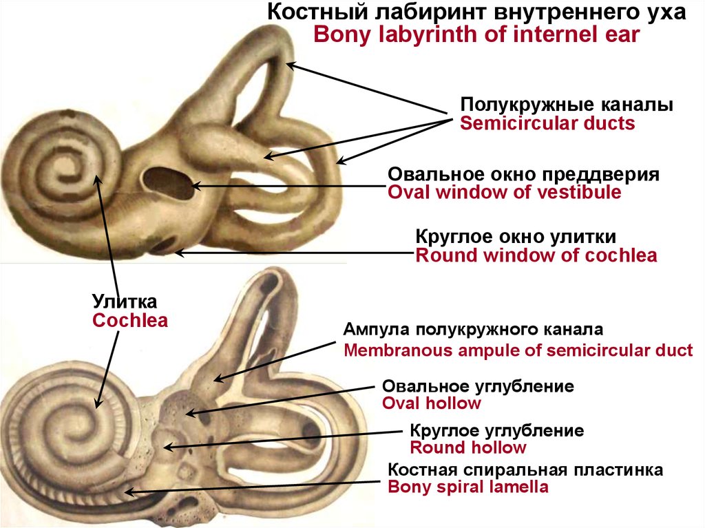 Круглое окно преддверия затянуто вторичной