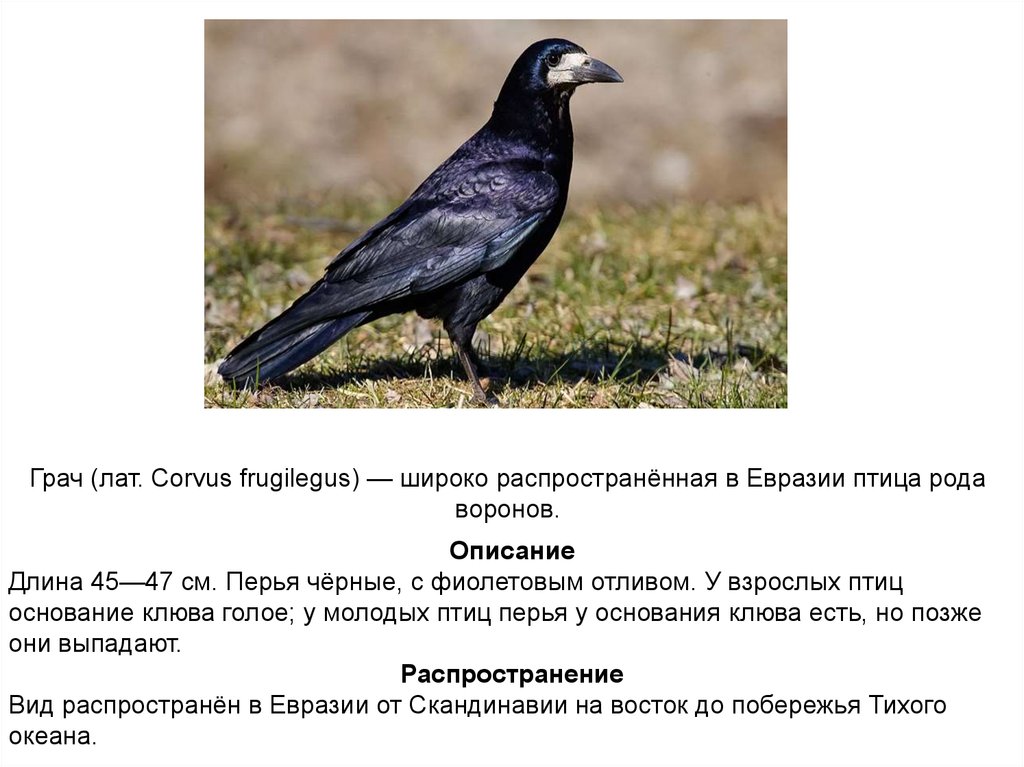 Род слова грач. Грач (Corvus frugilegus). Грач описание. Грач птица описание. Грач признаки.