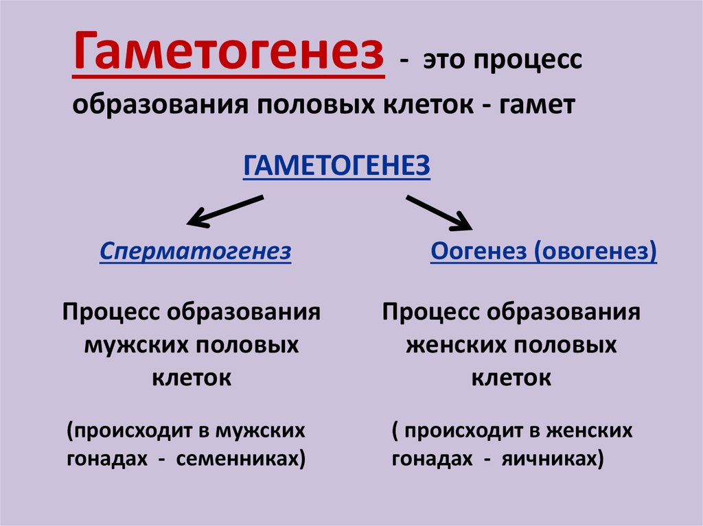 Процессы образования мужских и женских половых клеток