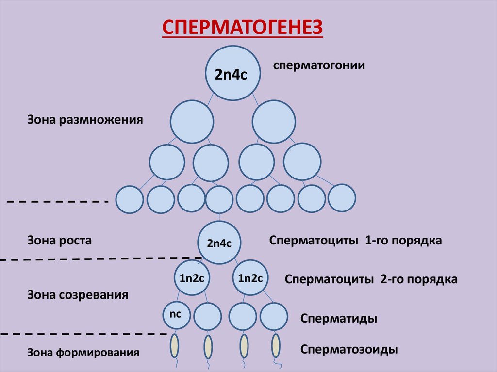 Тест по биологии 10 класс гаметогенез