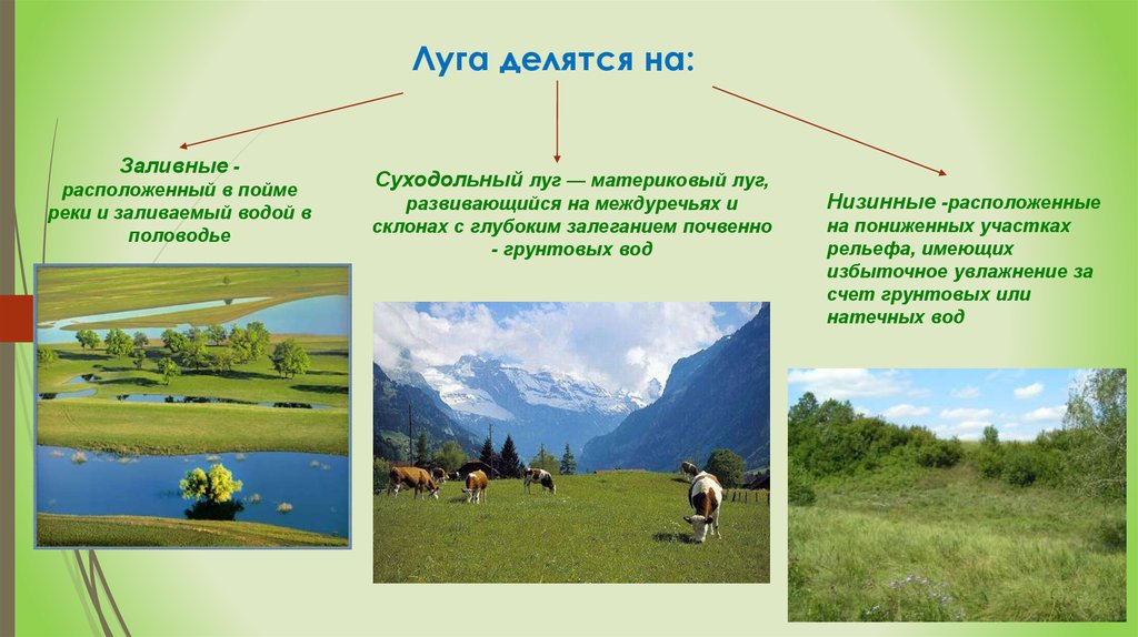 Характеристика луга. Заливные и суходольные Луга. Пойменные и суходольные Луга. Типы лугов. Сообщение про суходольные Луга.