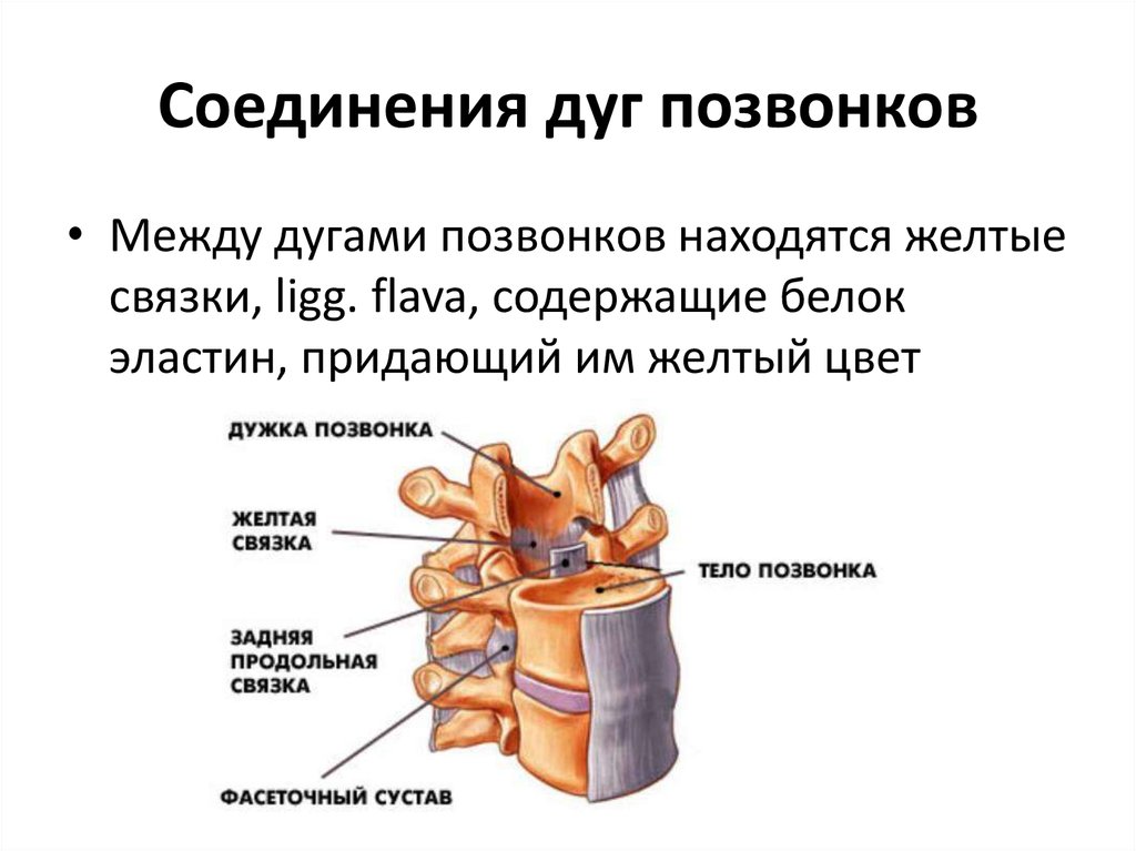 Желтые связки. Соединение позвонков вид сбоку. Связки соединяющие отростки позвонков. Соединения позвонков анатомия связки. Соединения между позвонками суставы.