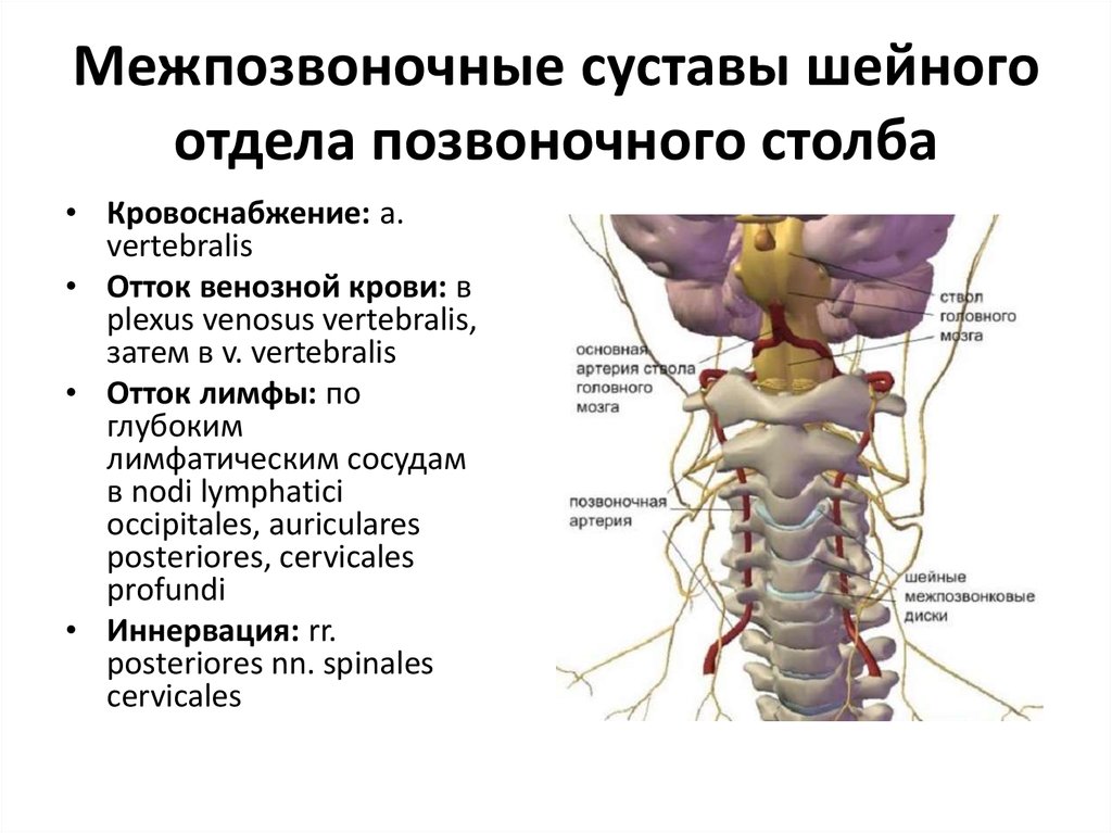 Кровоснабжение межпозвоночных дисков. Суставы шейного отдела позвоночника анатомия. Шейный отдел позвоночника шейный отдел позвоночника анатомия. Строение суставов в шейном отделе позвоночника. Межпозвонковый сустав шейного отдела.