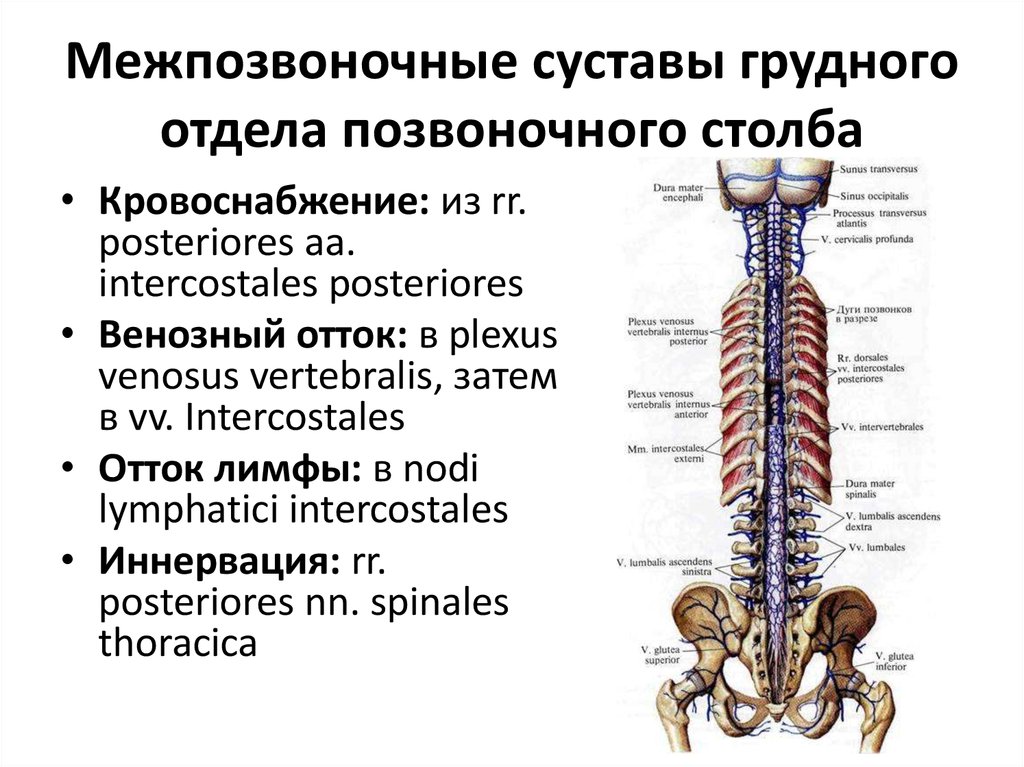 Грудной отдел позвоночного столба. Позвоночный столб кровоснабжение иннервация. Позвоночный столб кровоснабжение иннервация лимфоотток. Суставы грудного отдела позвоночника. Среднегрудной отдел позвоночника.