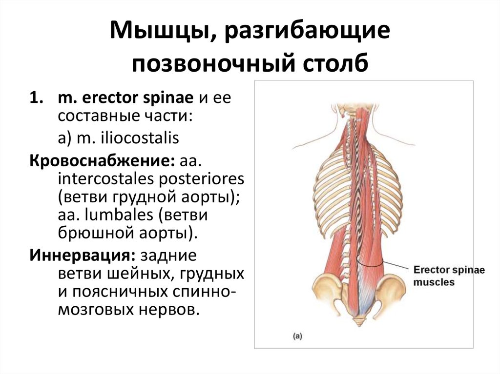 Движение позвоночного столба мышцы. Разгибание позвоночного столба мышцы. Мышцы разгибатели позвоночника. Мышцы разгибающие Позвоночный столб. Мышцы обеспечивающие движение позвоночного столба.