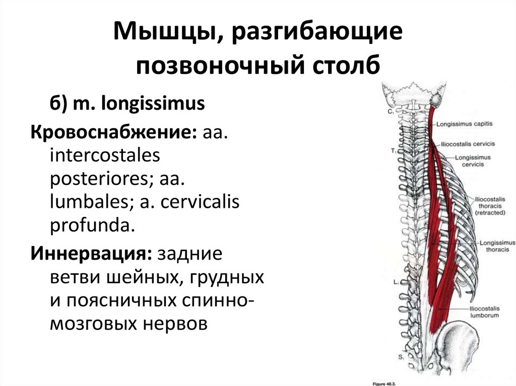 Позвоночные мышцы. Мышцы сгибающие Позвоночный столб таблица. Иннервация позвоночного столба. Позвоночный столб кровоснабжение иннервация. Мышцы разгибающие Позвоночный столб.